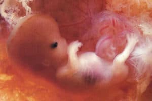 floriterapia transpersonale evolutiva matrici perinatali