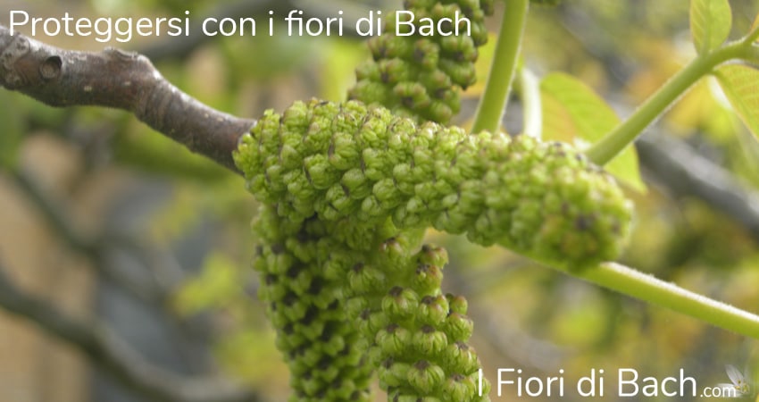 proteggersi con fiori di bach