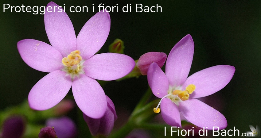 proteggersi con fiori di bach