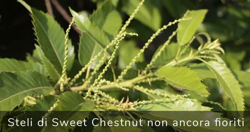 angoscia sweet chestnut