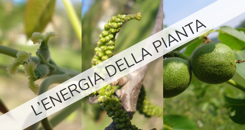 energia della pianta