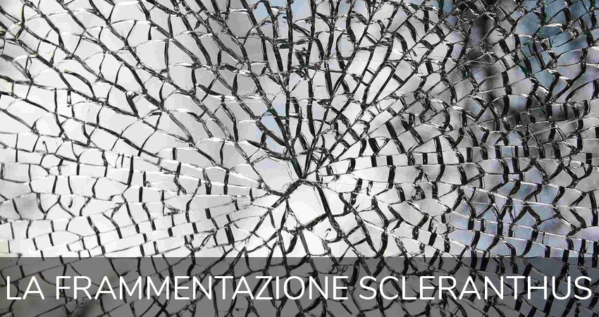 frammentazione Scleranthus