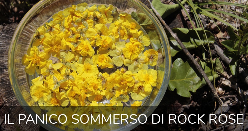 panico rock rose