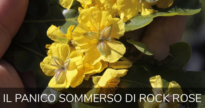 panico rock rose
