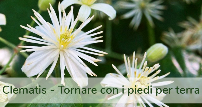 Clematis fiori di Bach