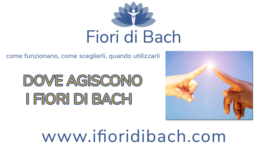 Dove agiscono i fiori di Bach?