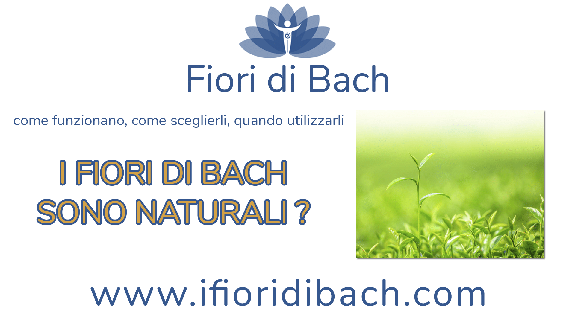 Fiori di Bach per l'ansia. Come si assumono? I fiori di Bach sono naturali?