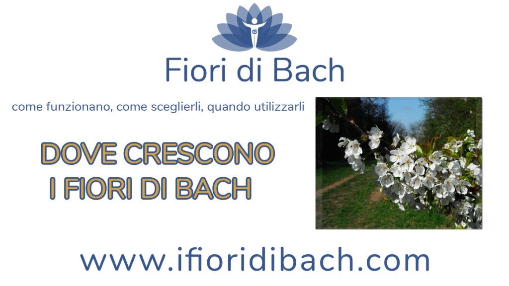 Dove crescono i fiori di Bach?